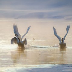 Trumpeter Swans Take Wing at Sunrise