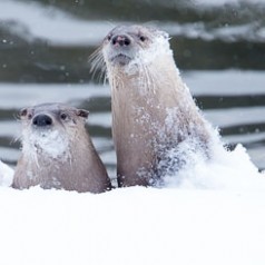 Otters in Snow