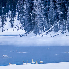 Flock of Winter Trumpeter Swans