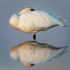Swan Lake Reflection