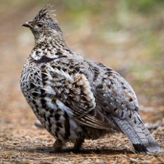 Dusky Grouse