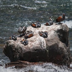 Eight Harlequin Ducks