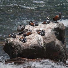 Eight Harlequin Ducks