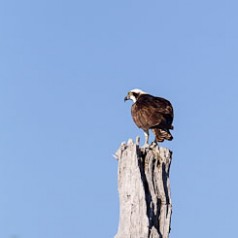 Osprey Watching and Waiting