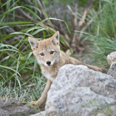 Curious Coyote Pup