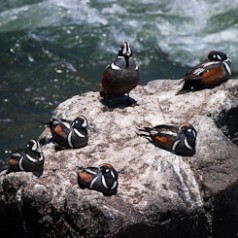 Six Harlequin Ducks