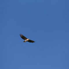Soaring Red-Tailed Hawk