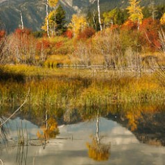 Pond Reflection