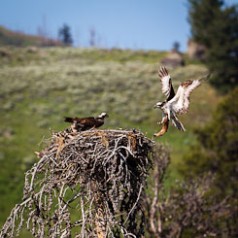 Osprey Delivering Trout