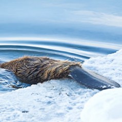 A Beaver Tail