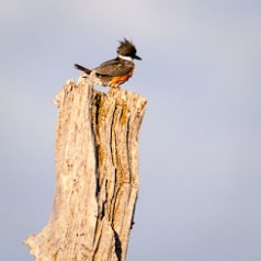 Belted Kingfisher Perched