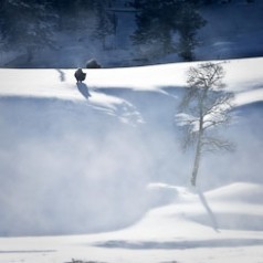 Bison In Ground Blizzard