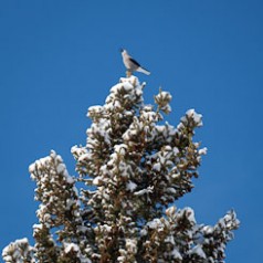 Clark’s Nutcracker