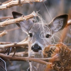 White-tail Yearling