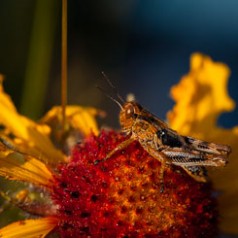 Grasshopper Buffet