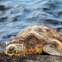 Green Sea Turtle