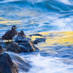 Harlequin Ducks at Sunset