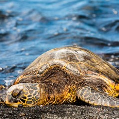 Green Sea Turtle