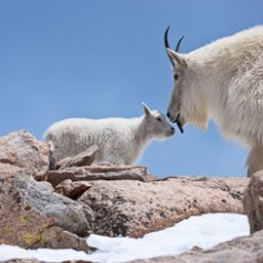 Mountain-Goat-Kid-Kiss.cr2