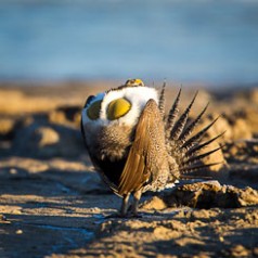 Sage Grouse Mating Display-2