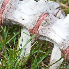 Vertebrae and Morning Dew