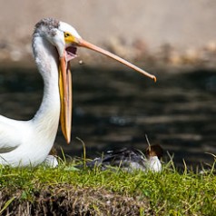 Pelican Yawn