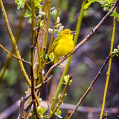 Yellow Warbler