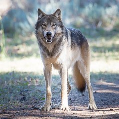 Gray Wolf in Pelican Valley