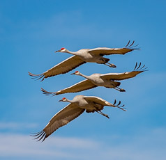 Sandhill Cranes Aloft