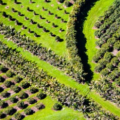 Macadamia Nut Farm