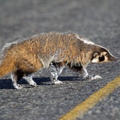 Badger Crossing Snowy Road