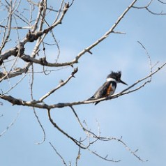 Belted Kingfisher-2