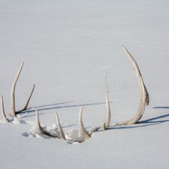 Bull Elk Skull in Snow