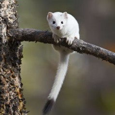 Early White Weasel