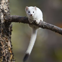 Early White Weasel