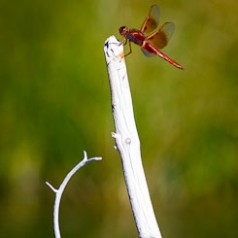 Flame Skimmer 2