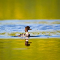 Goldeneye in Golden Light