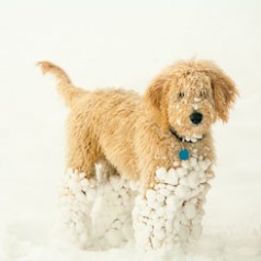 Goldendoodle Puppy