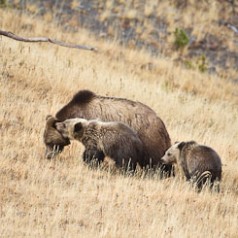 Grizzly Bear Sow and Cubs