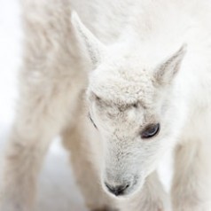 Mountain Goat Newborn