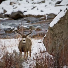 Muley by River