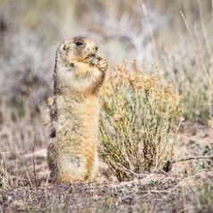 King of the Grasslands