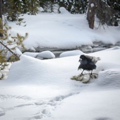 Raven and Wings in snow