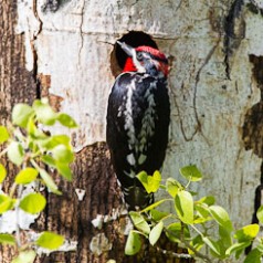 Red-naped Sapsucker Framed by Cavity Hole