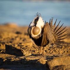 Sage Grouse Mating Display-3