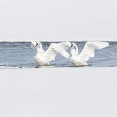 Swans that Flap Together