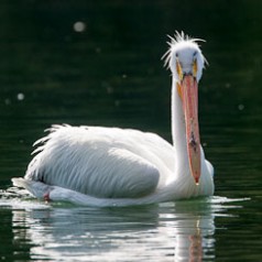 Pelican Back-lit