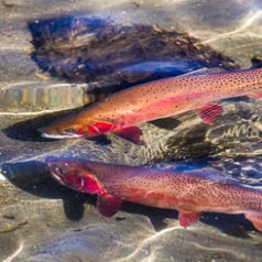 Spawning Yellowstone Cutthroat 2