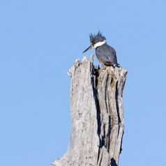 Belted Kingfisher