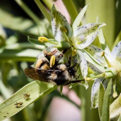 Pollinator on Monument Plant